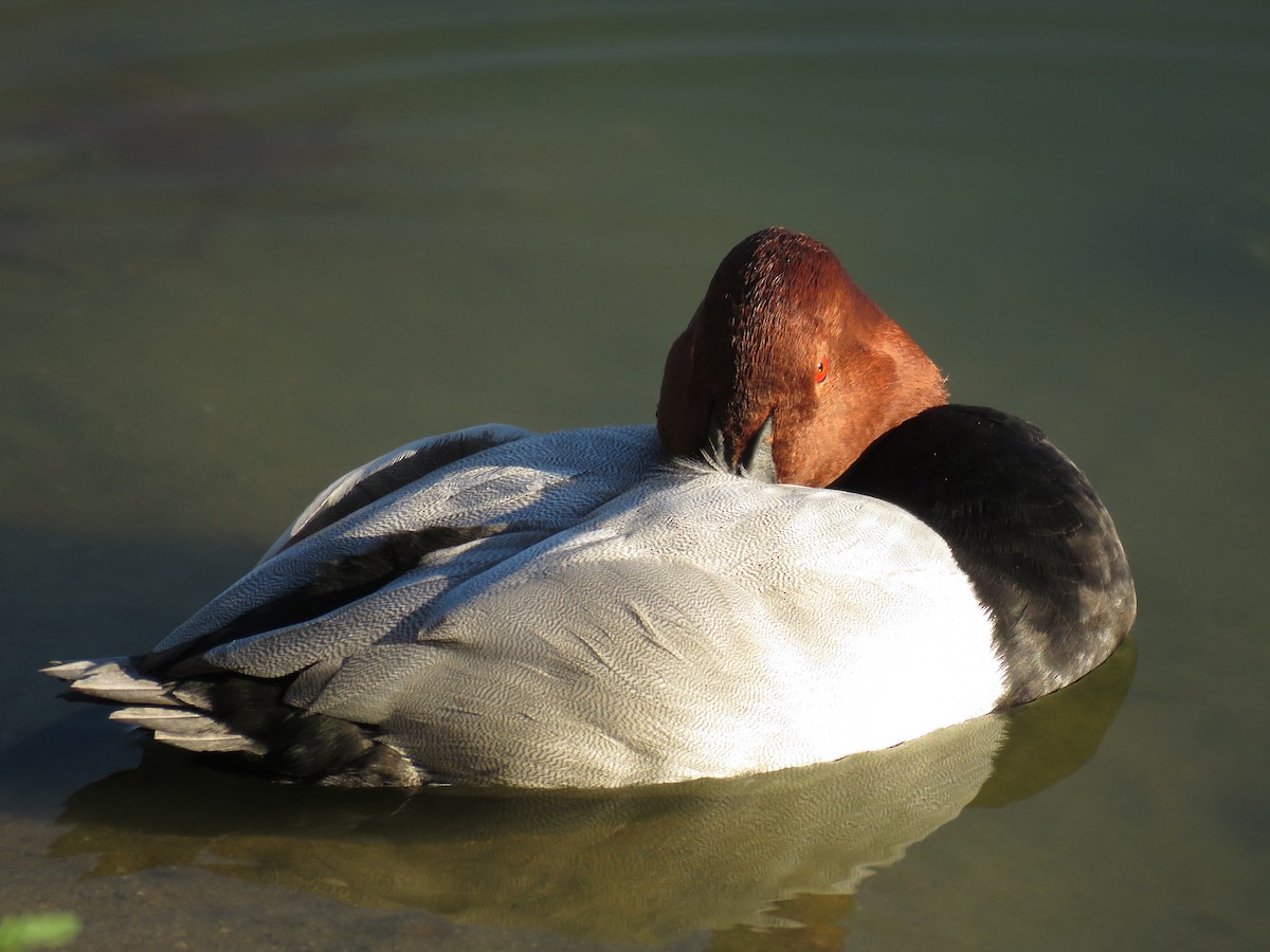 Common Pochard - ML642998590