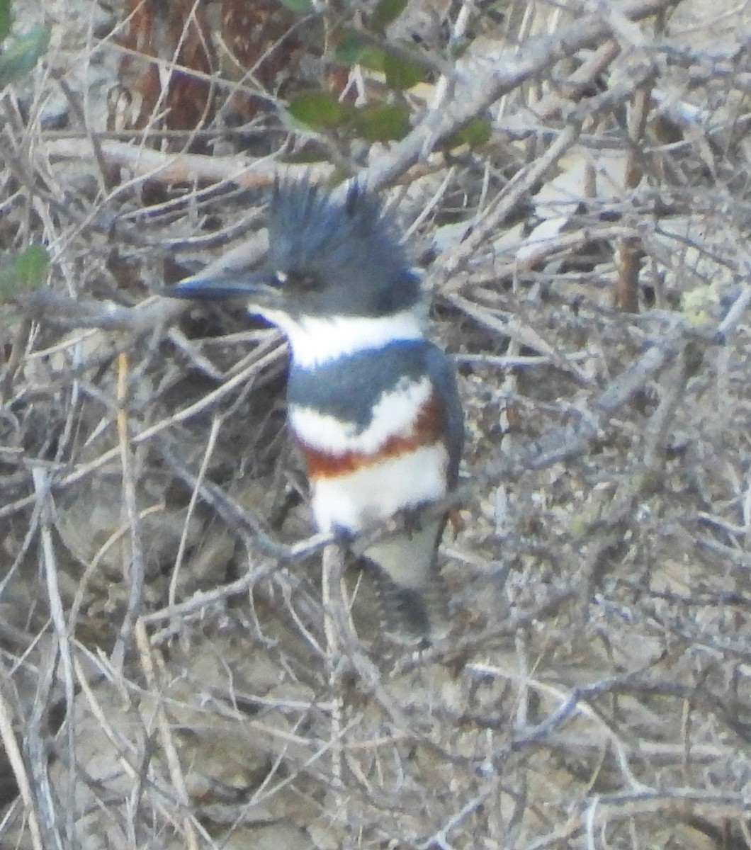 Martin-pêcheur d'Amérique - ML642998598