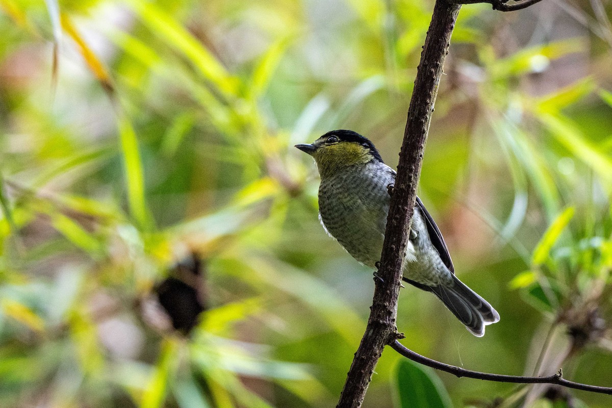 Barred Becard - ML642998600