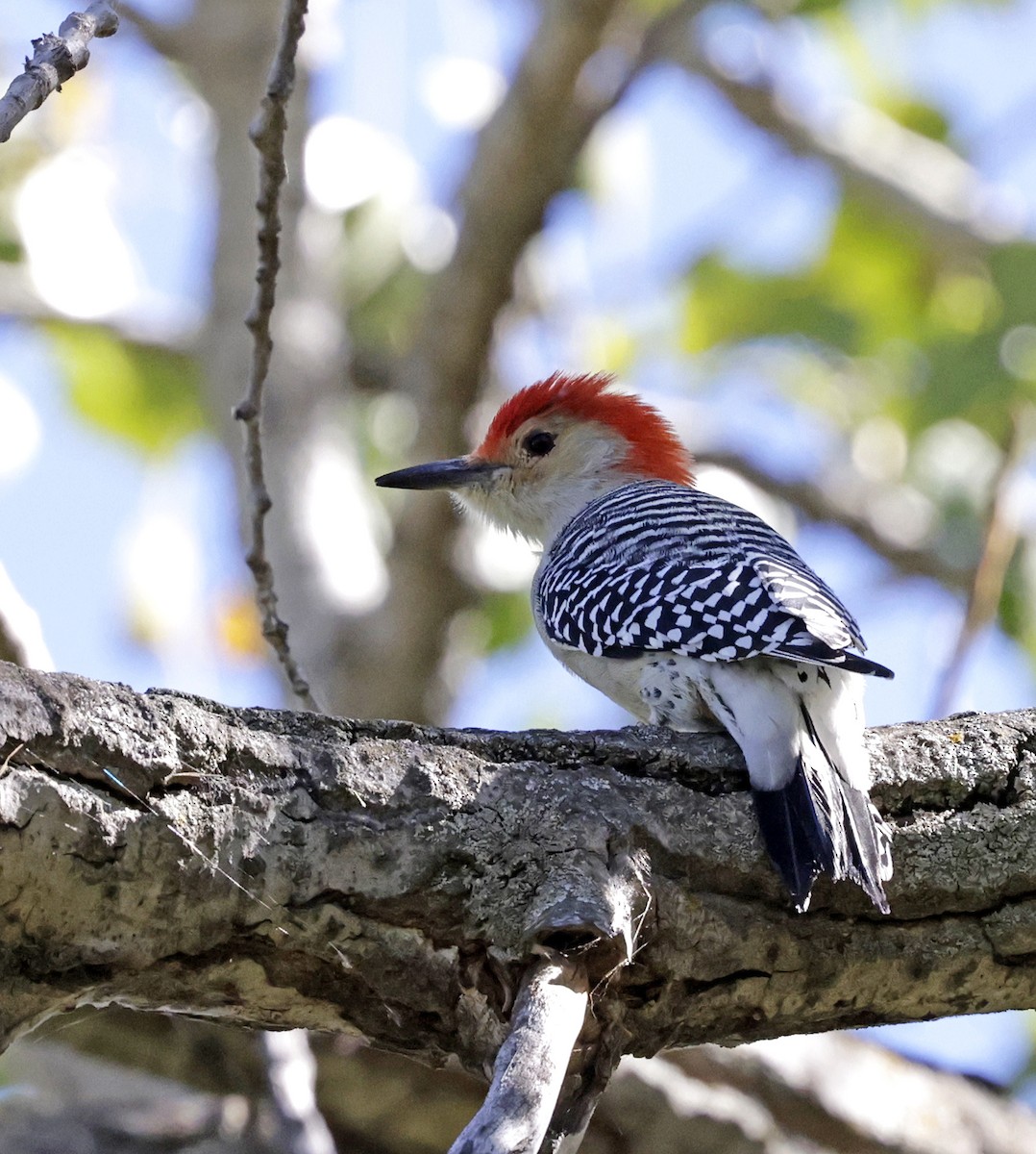 Red-bellied Woodpecker - ML642998637