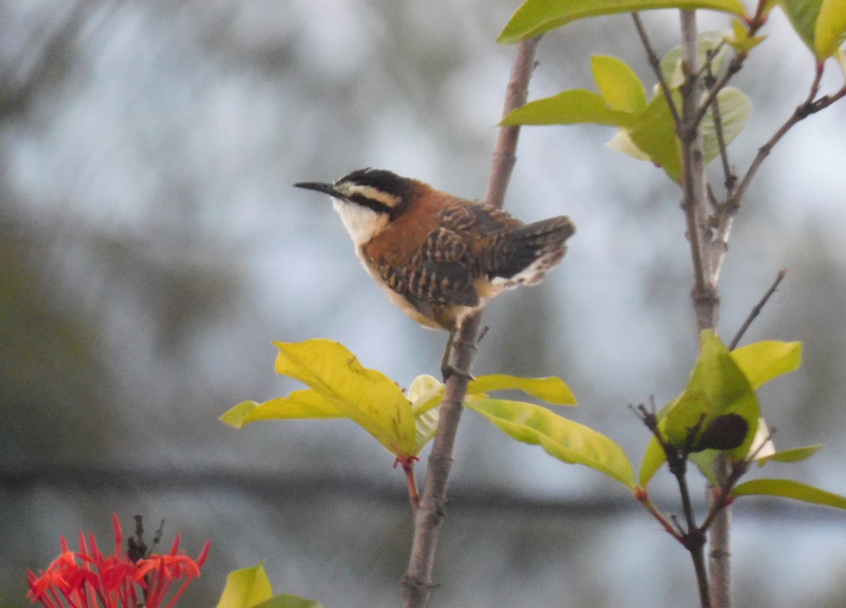 Rufous-backed Wren - ML642998656