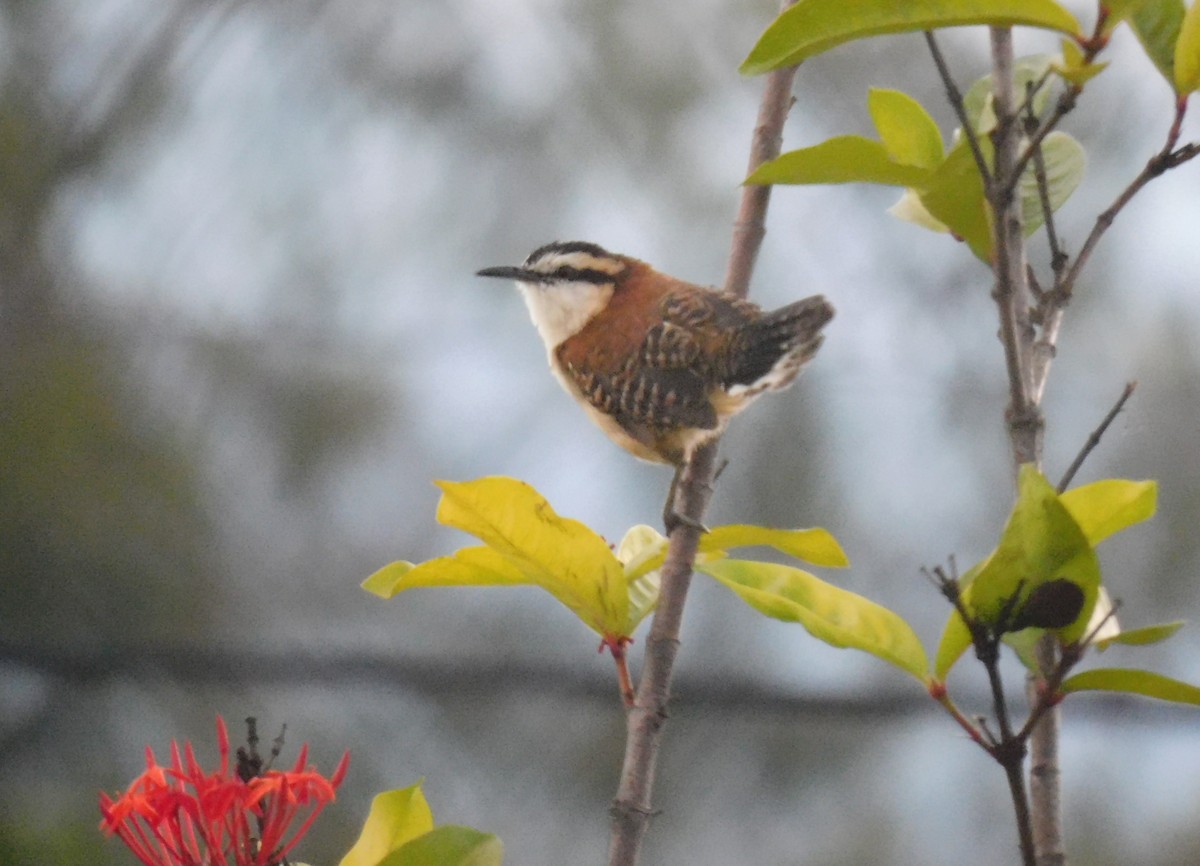 Rufous-backed Wren - ML642998658