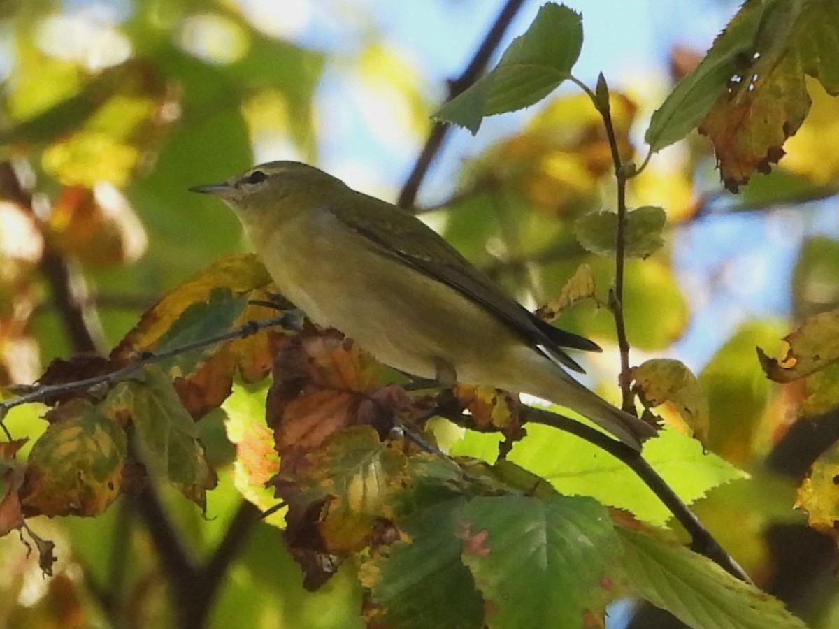 Tennessee Warbler - ML642998660
