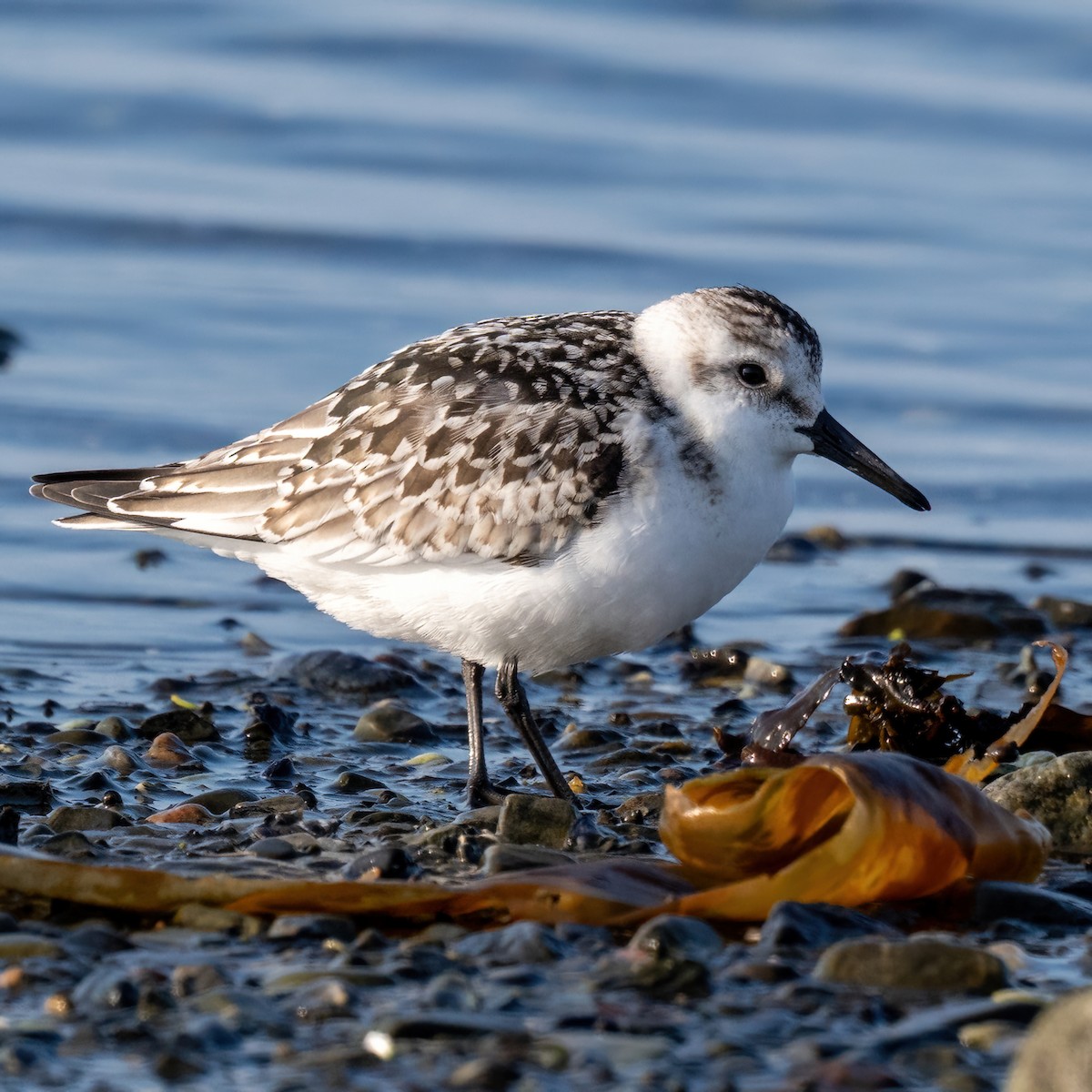 Bécasseau sanderling - ML642998663