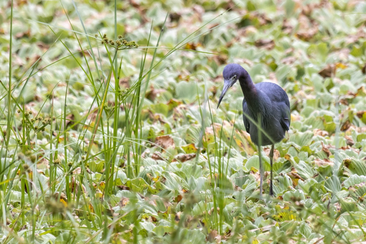 Little Blue Heron - ML642998679