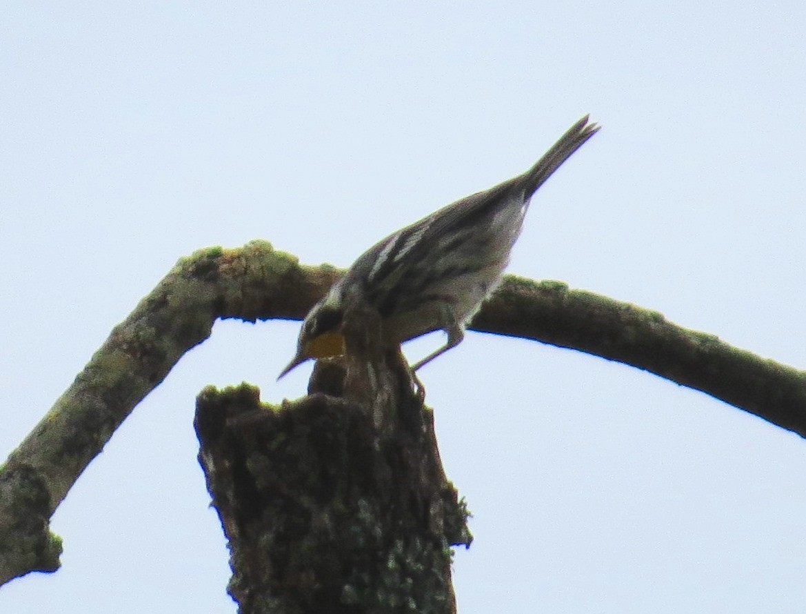 Yellow-throated Warbler - ML642998703