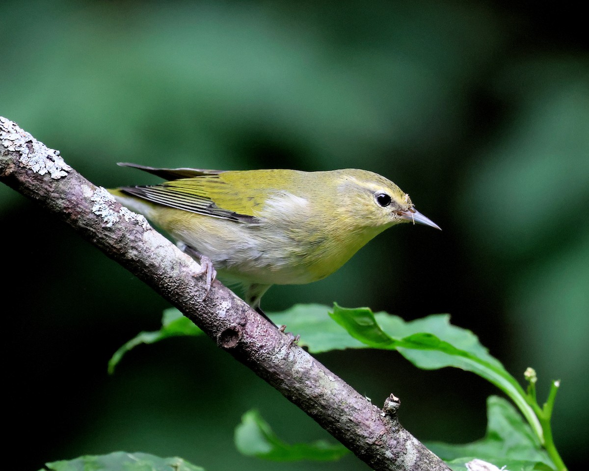 Tennessee Warbler - ML642998712