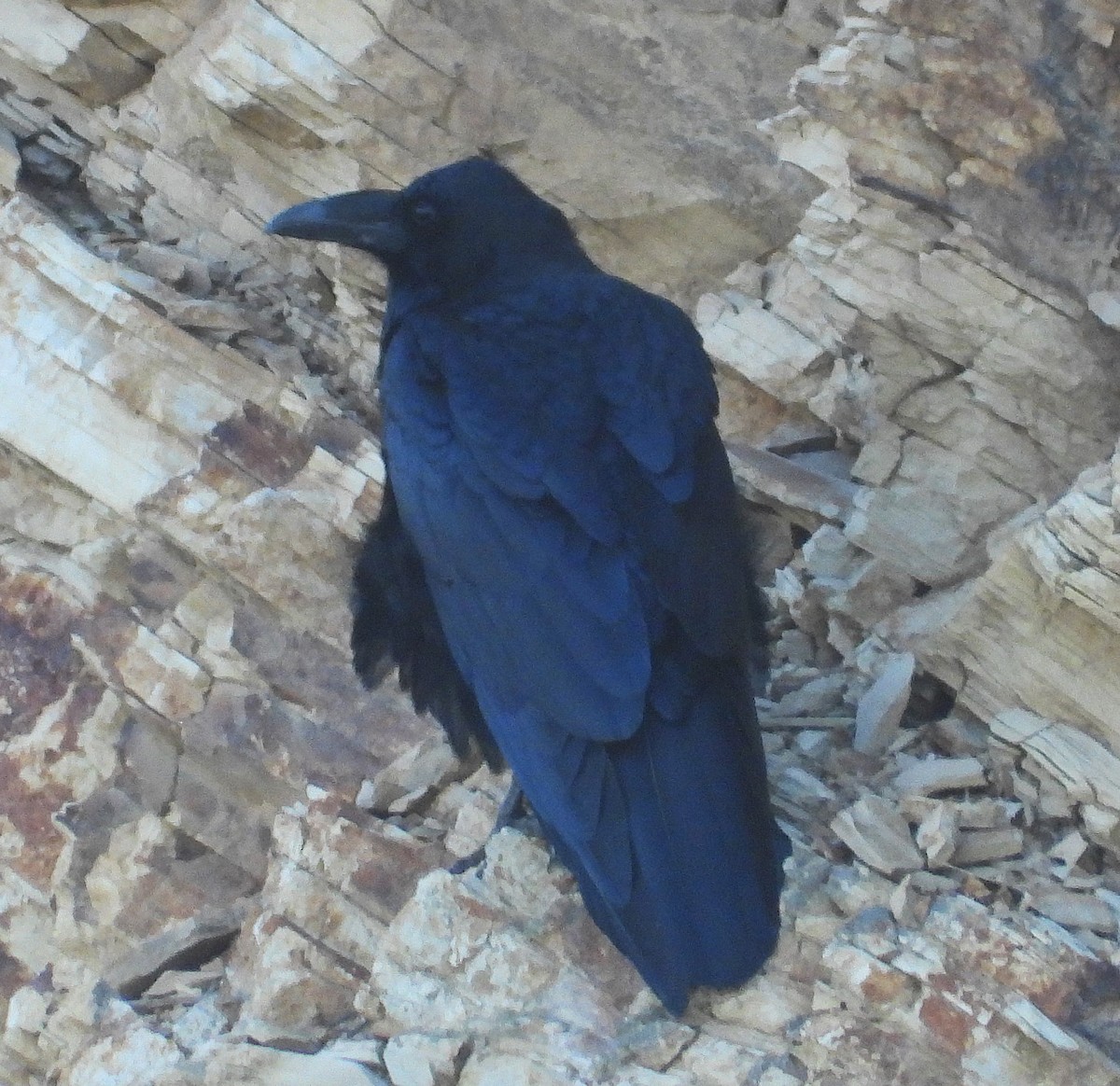 Grand Corbeau - ML642998741