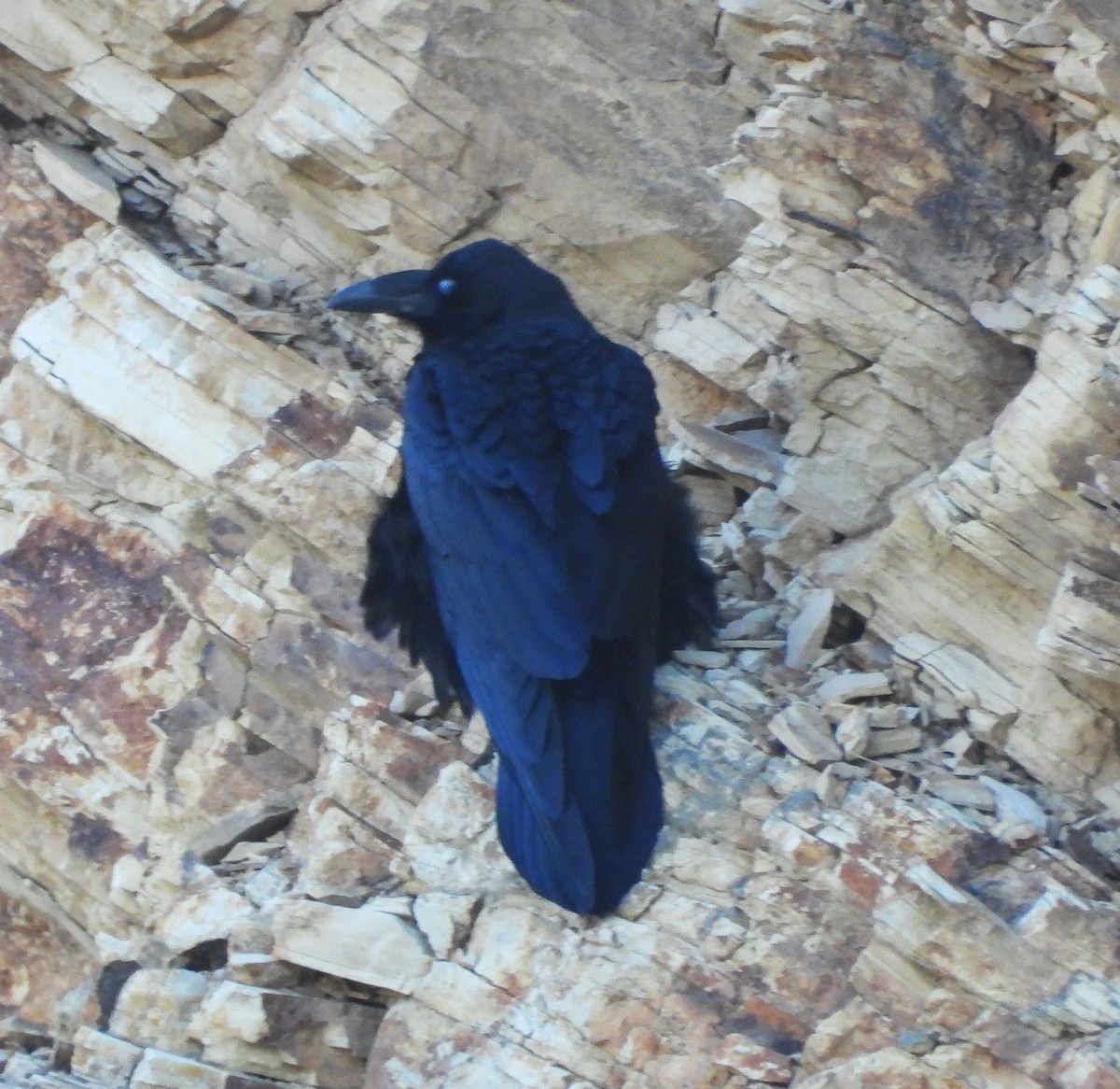 Grand Corbeau - ML642998742