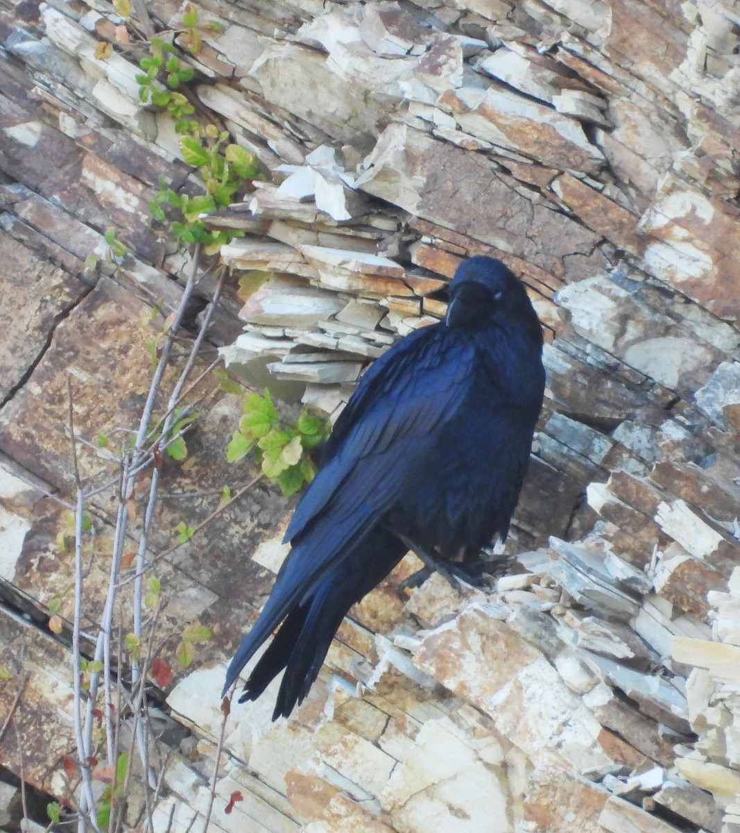 Grand Corbeau - ML642998743