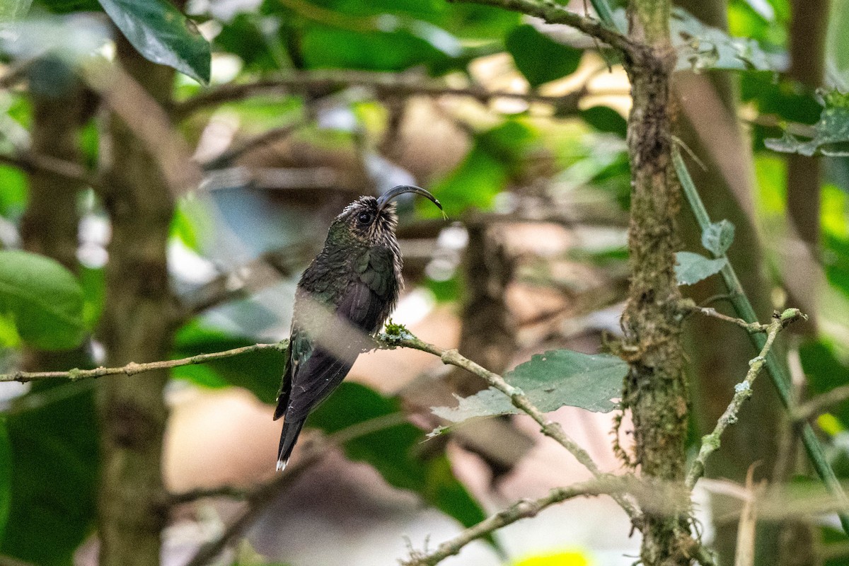 White-tipped Sicklebill - ML642998744