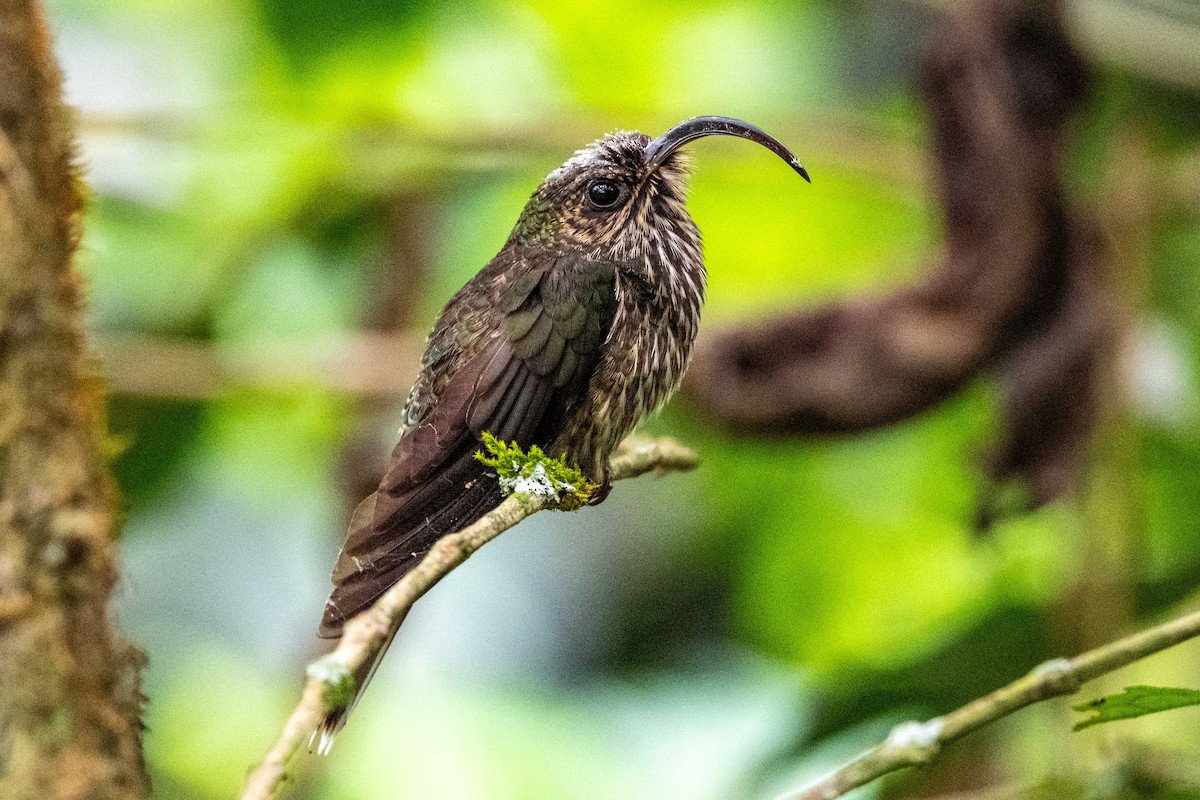 White-tipped Sicklebill - ML642998745
