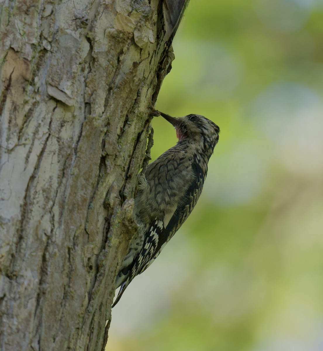 Yellow-bellied Sapsucker - ML642998752