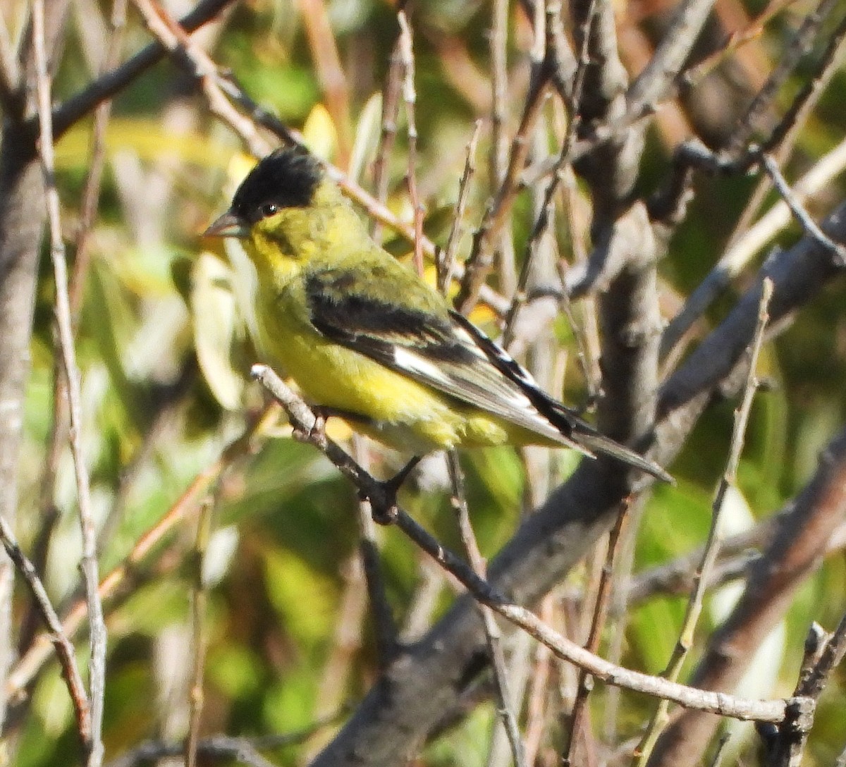 Chardonneret mineur - ML642998791