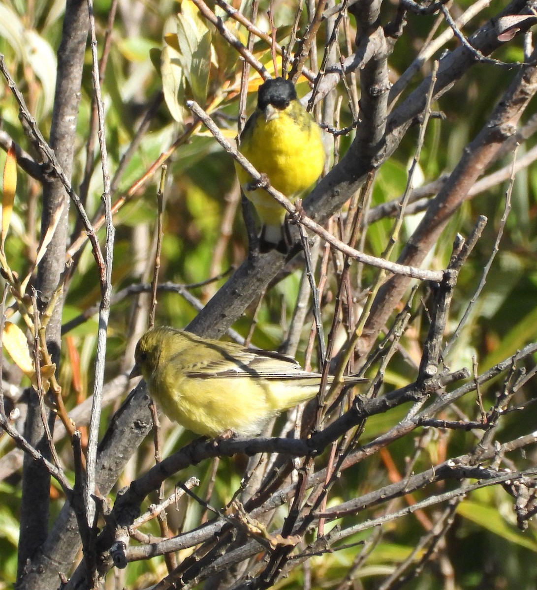 Chardonneret mineur - ML642998792