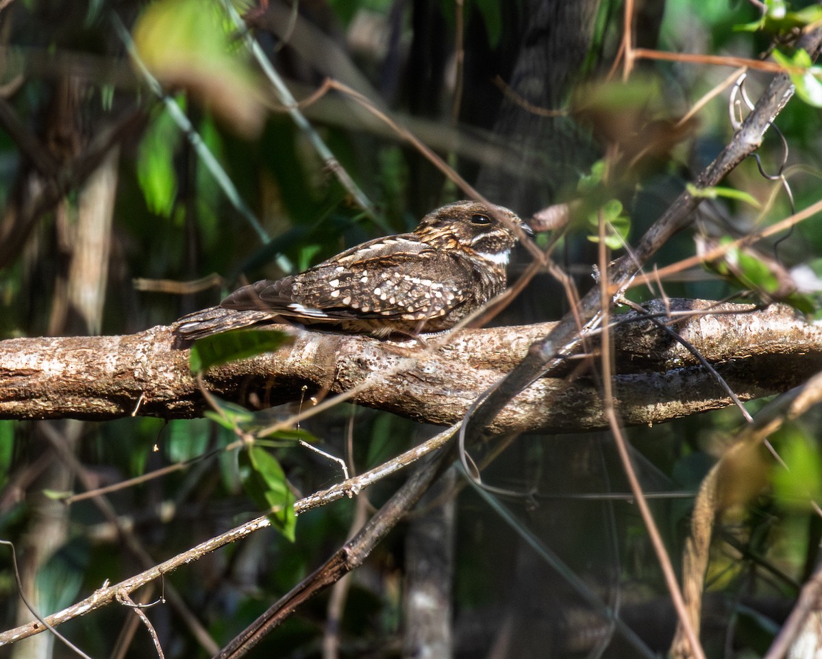Little Nightjar - ML642998804