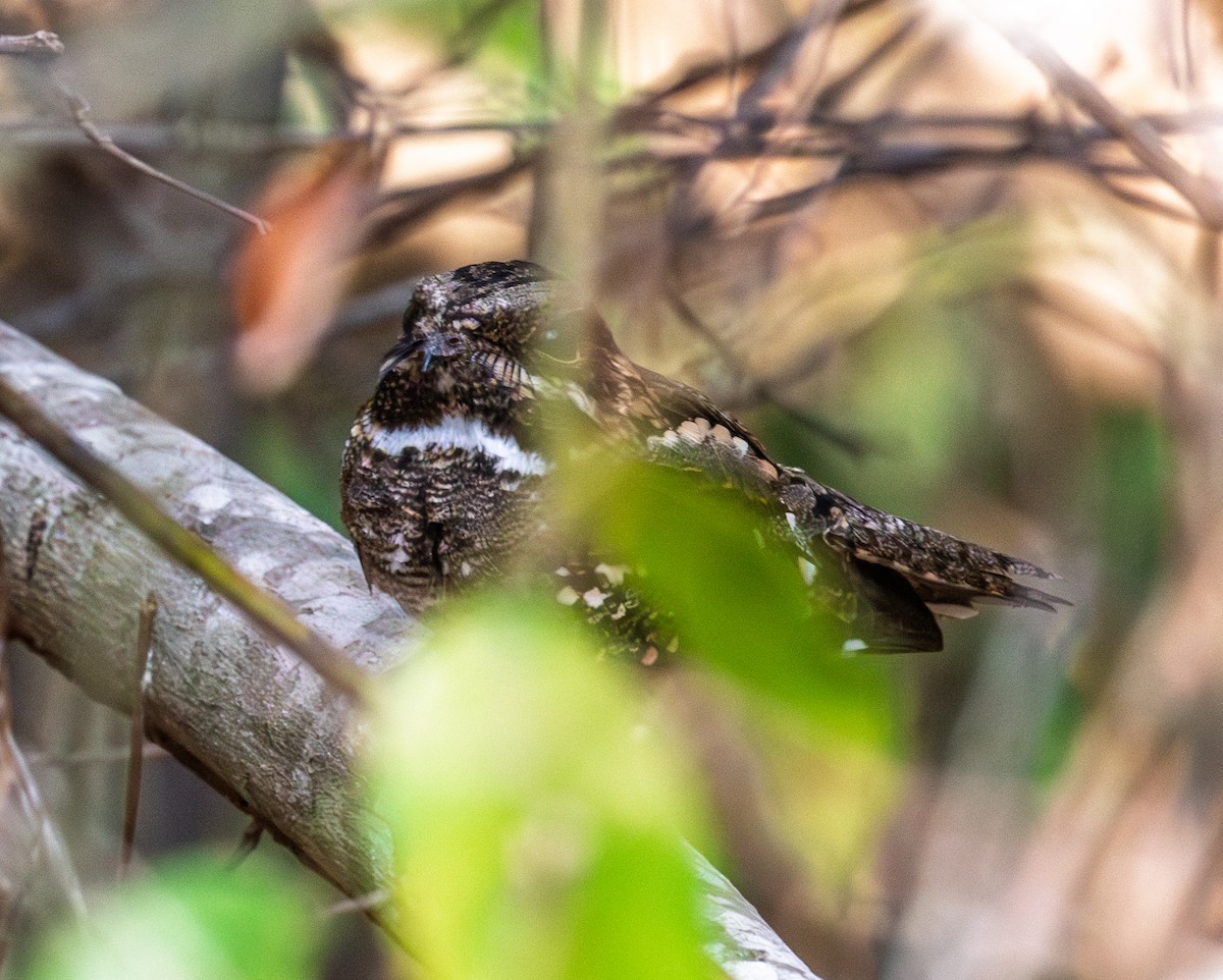 Little Nightjar - ML642998805