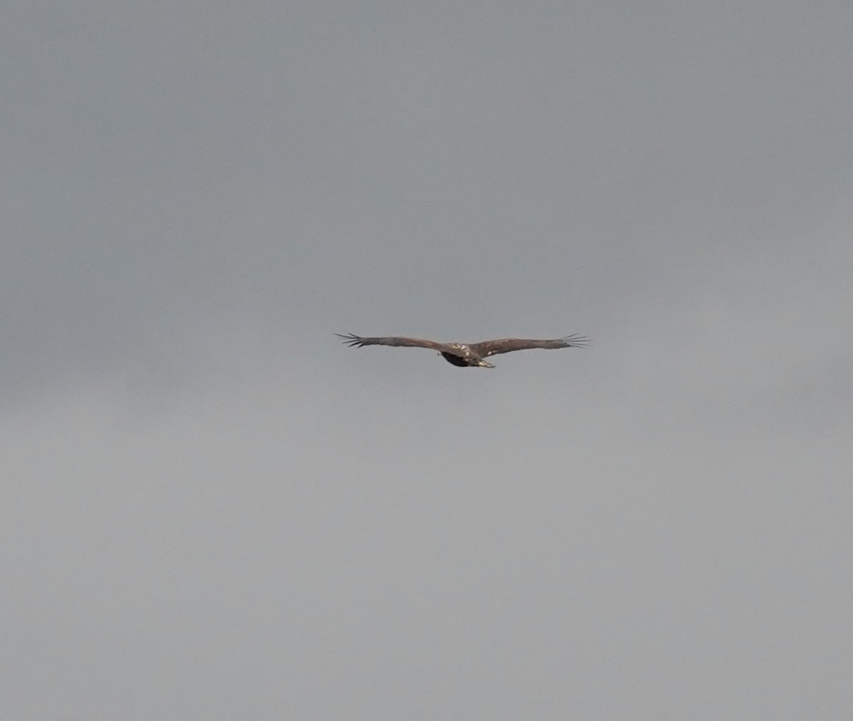 Bald Eagle - ML642998814