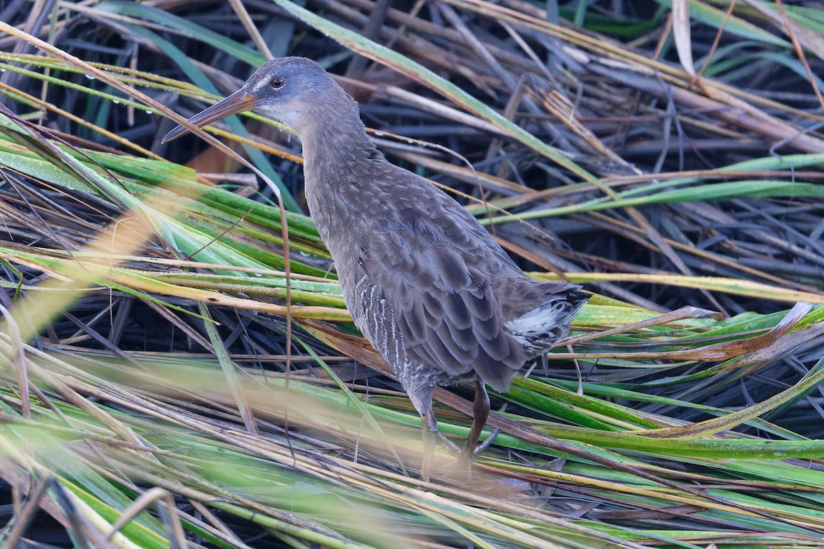 Clapper Rail - ML642998843