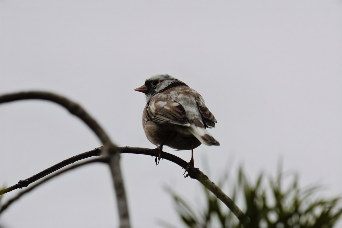 Dark-eyed Junco - ML642998870