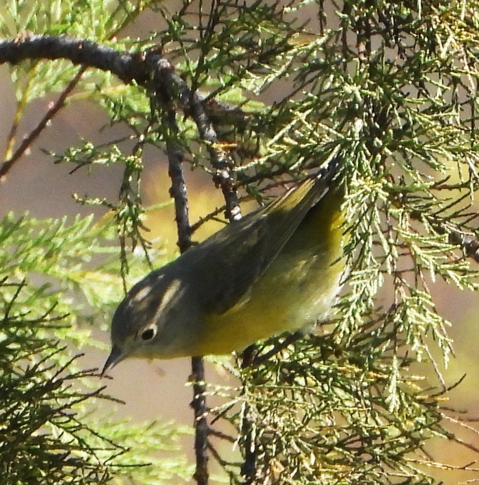 Paruline à joues grises - ML642998890