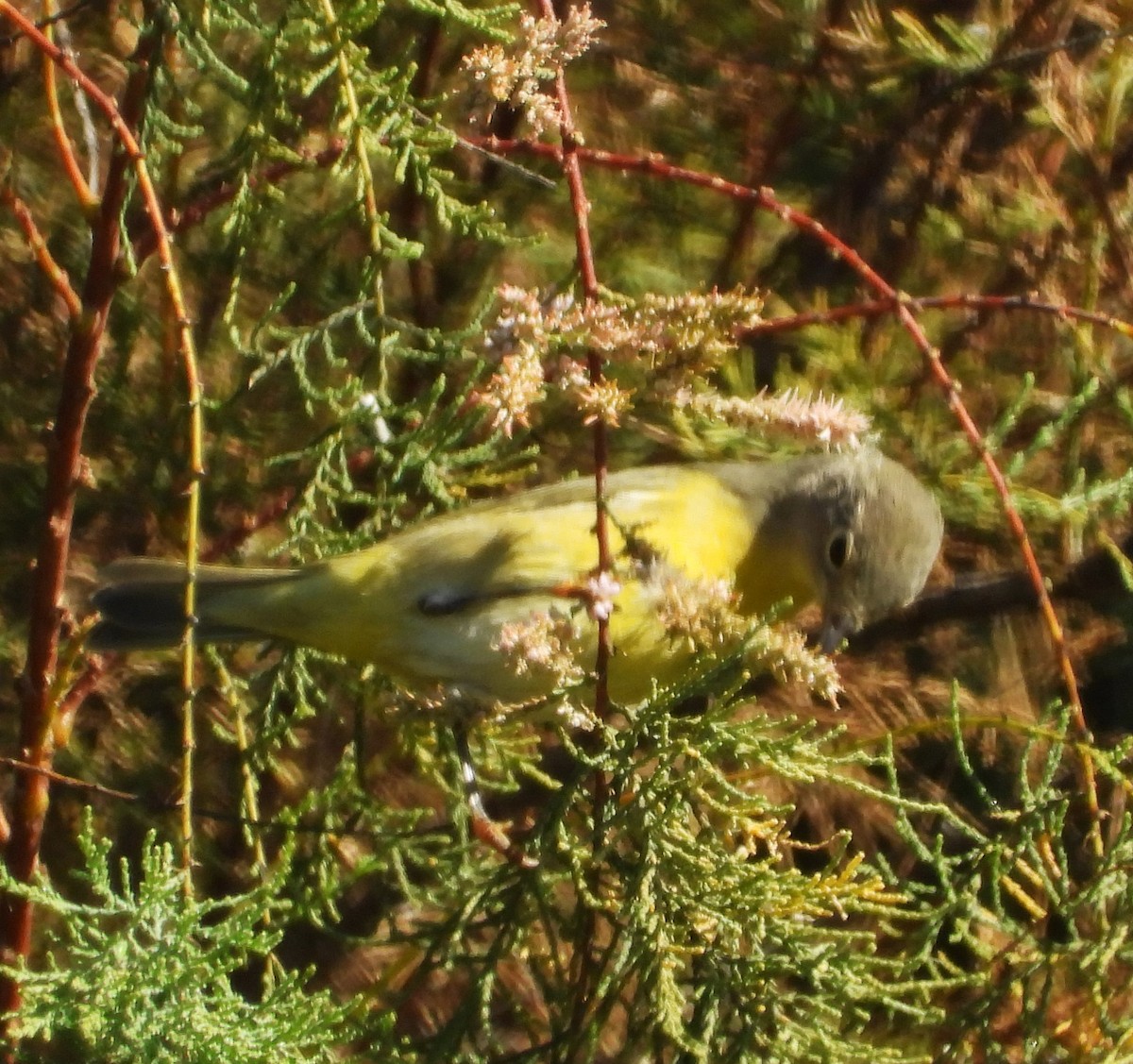 Paruline à joues grises - ML642998892