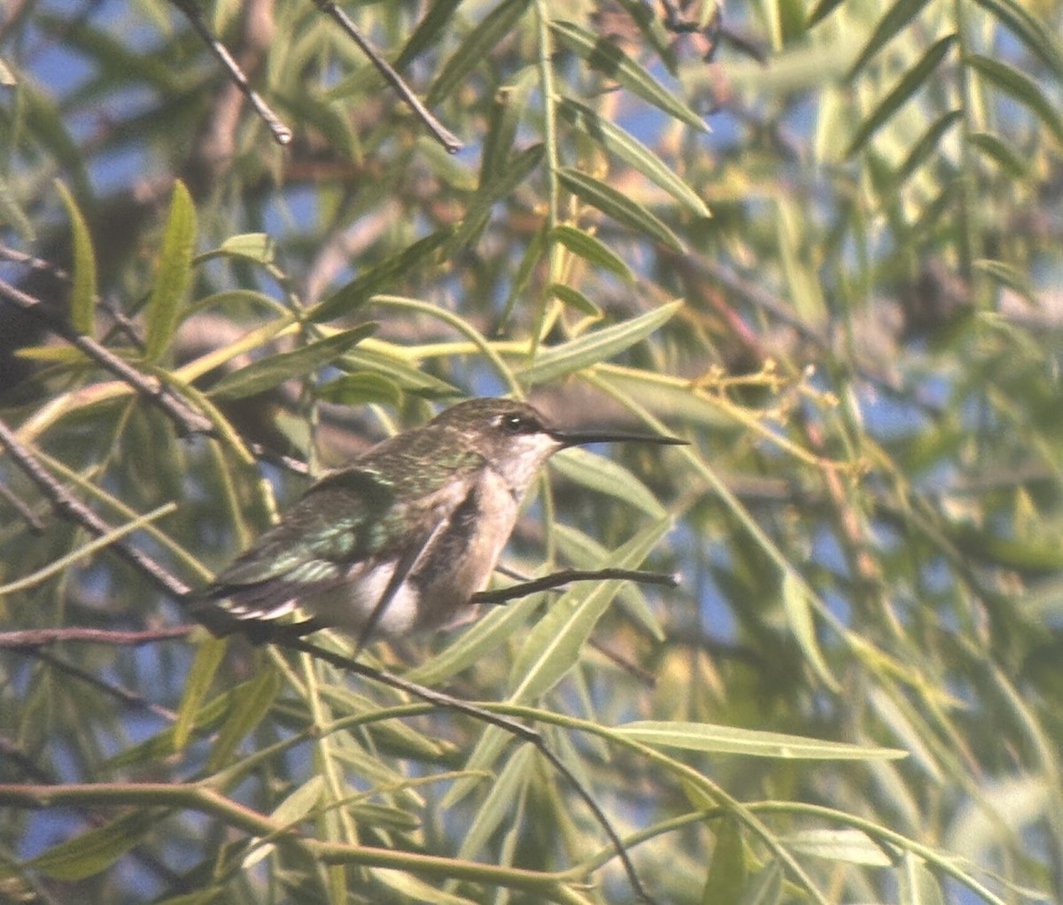 kalypta rubínohrdlá - ML642998893