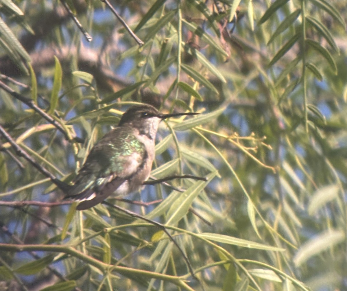 kalypta rubínohrdlá - ML642998894