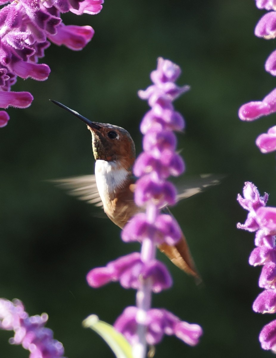 Allen's Hummingbird - ML642998896