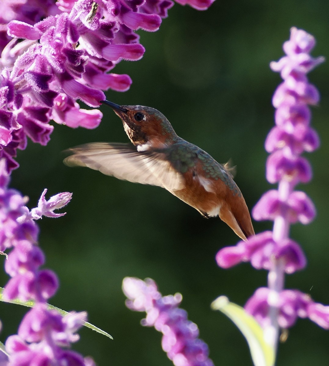 Allen's Hummingbird - ML642998897