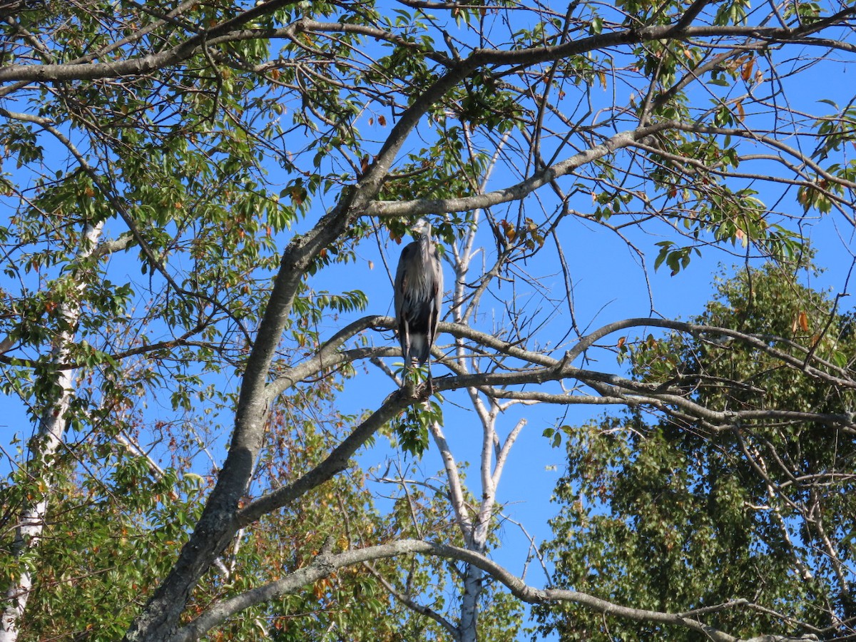Great Blue Heron - ML642998898