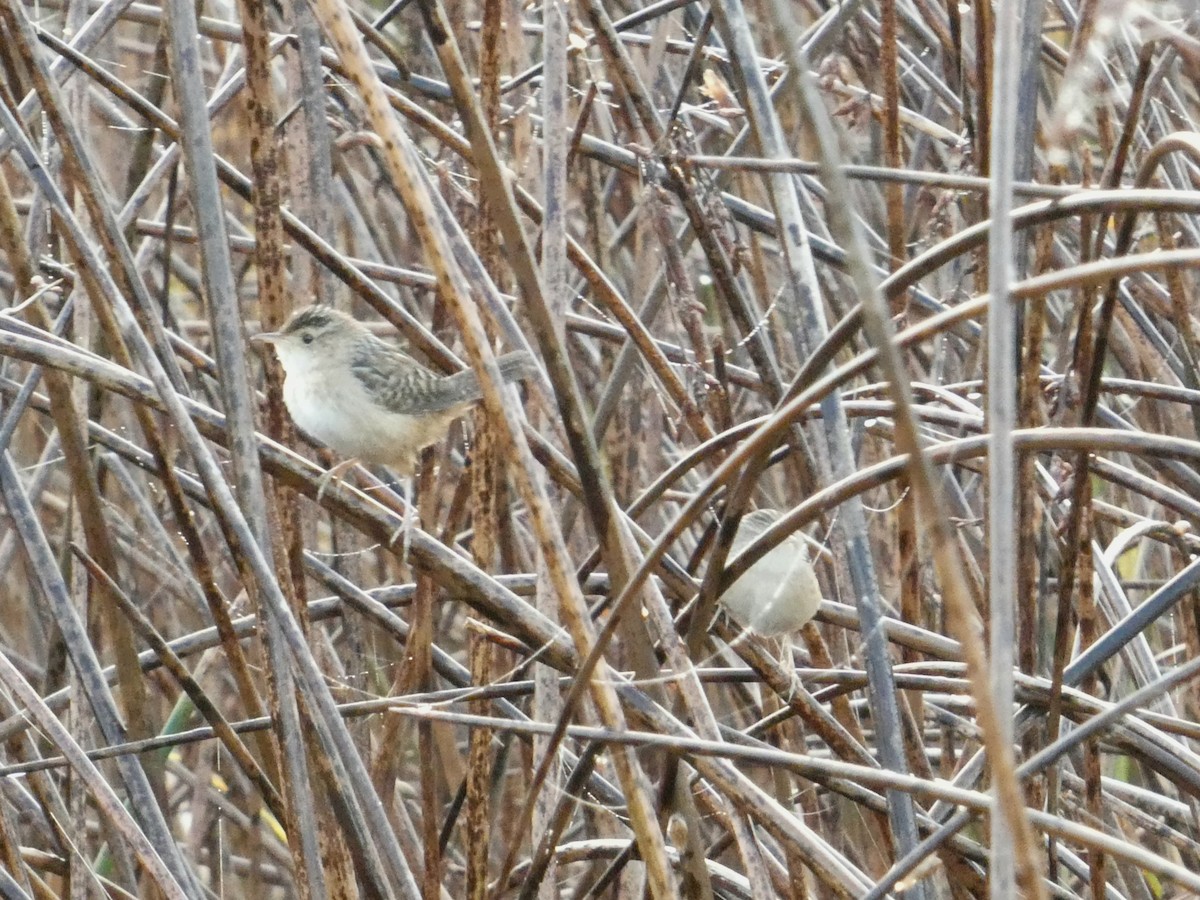 Sedge Wren - ML642998905