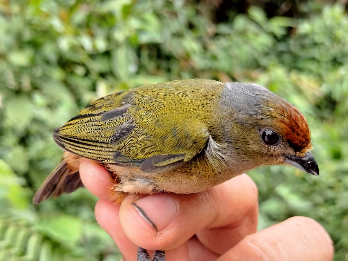 Orange-bellied Euphonia - ML642998933
