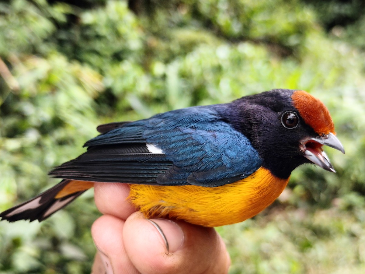 Orange-bellied Euphonia - ML642998934