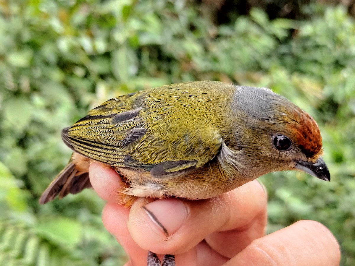 Orange-bellied Euphonia - ML642998938