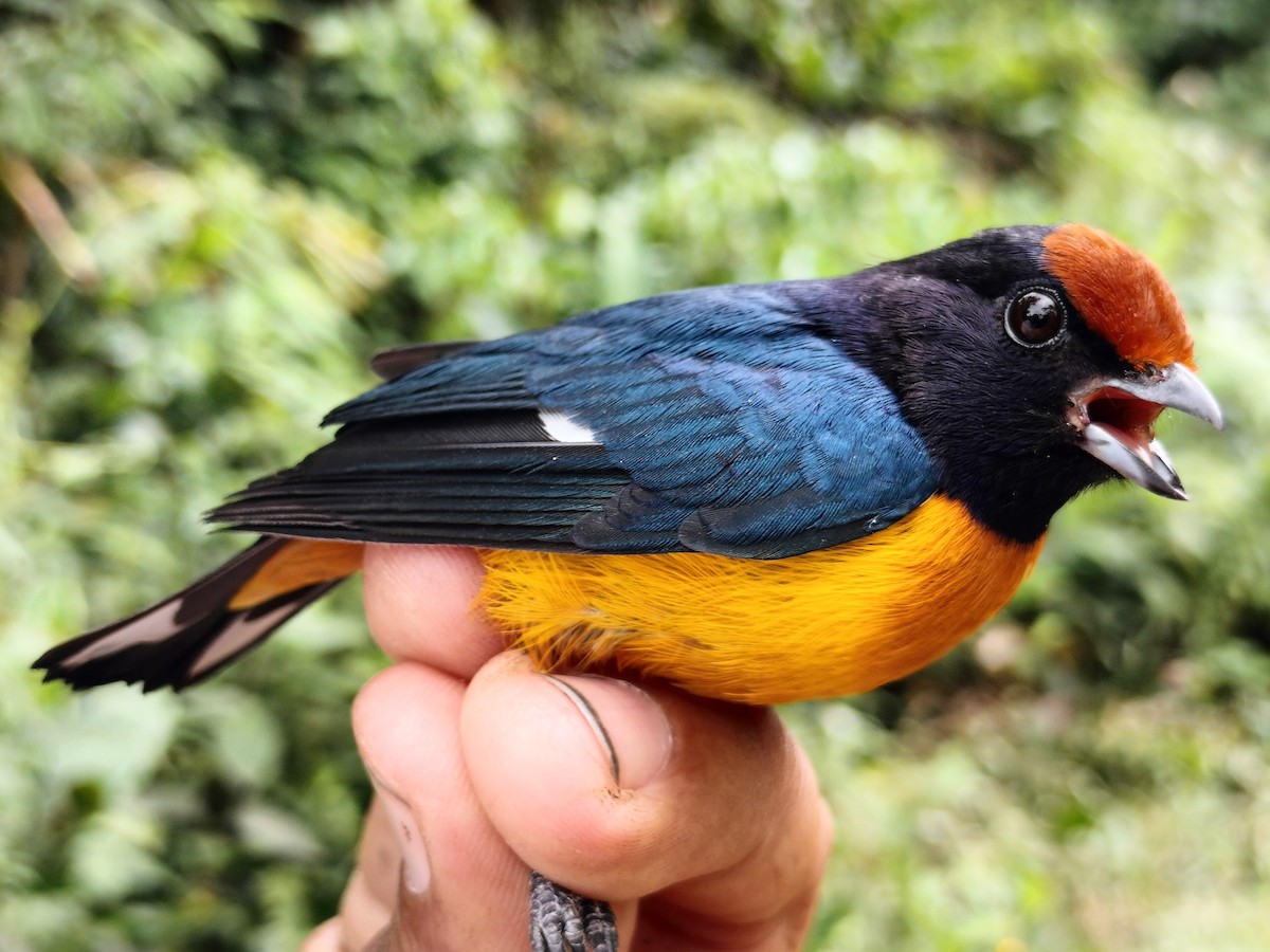 Orange-bellied Euphonia - ML642998942