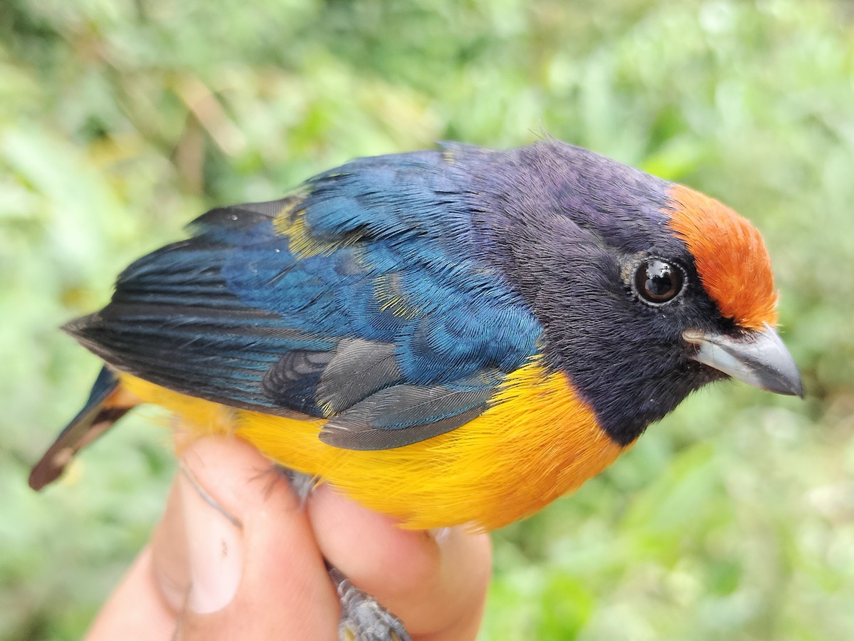 Orange-bellied Euphonia - ML642998943
