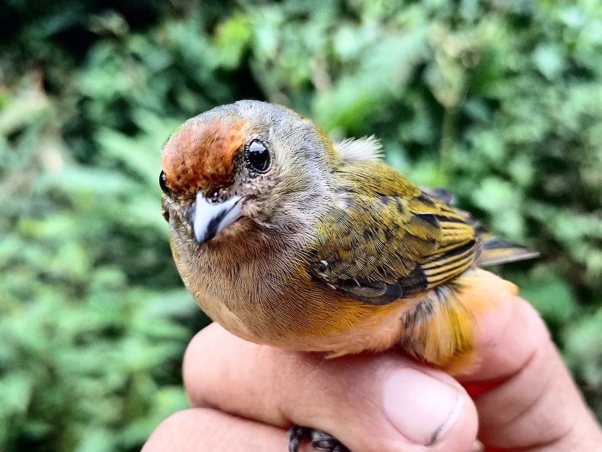 Orange-bellied Euphonia - ML642998945
