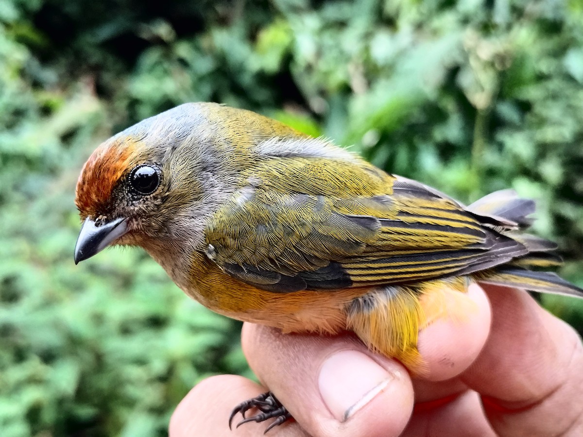 Orange-bellied Euphonia - ML642998946