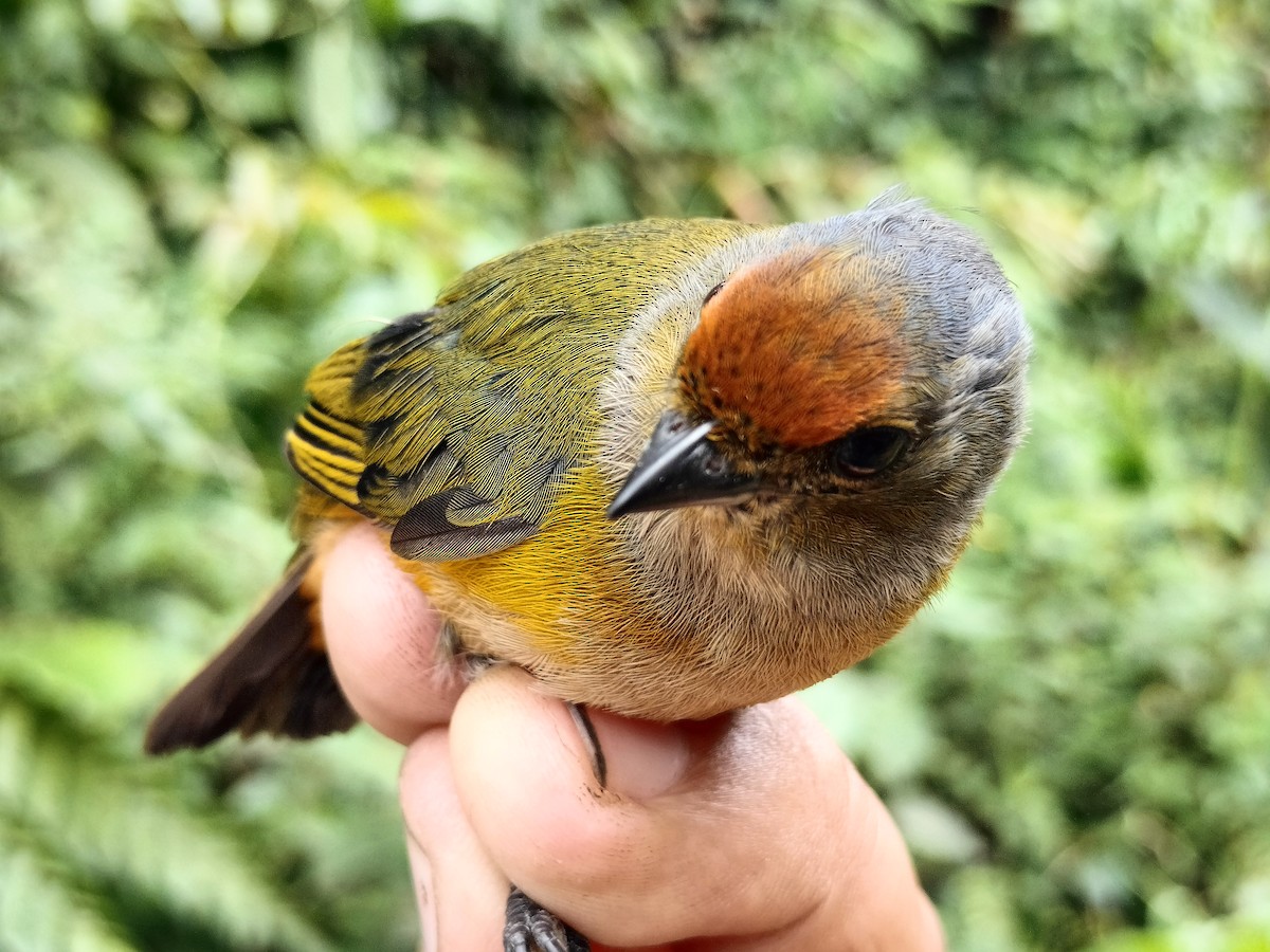Orange-bellied Euphonia - ML642998947