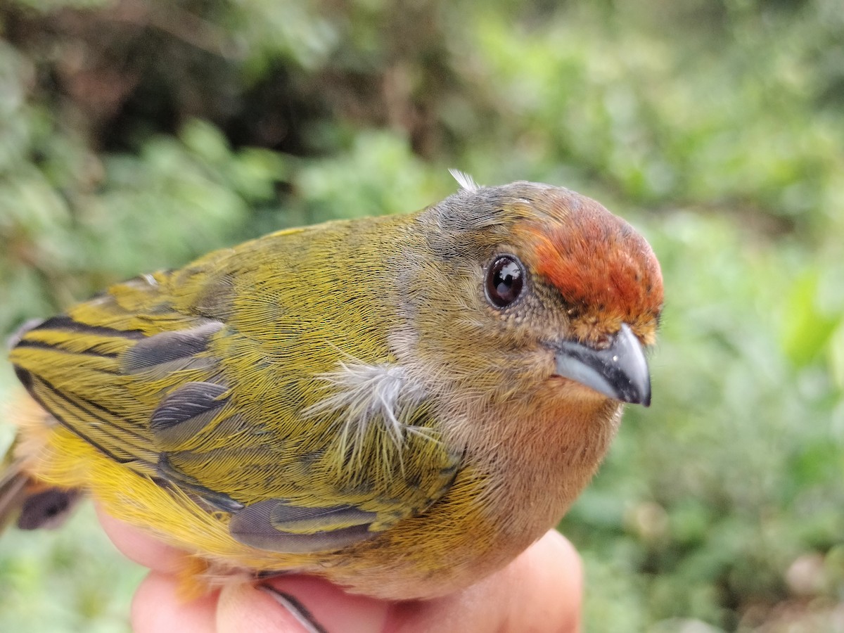 Orange-bellied Euphonia - ML642998948