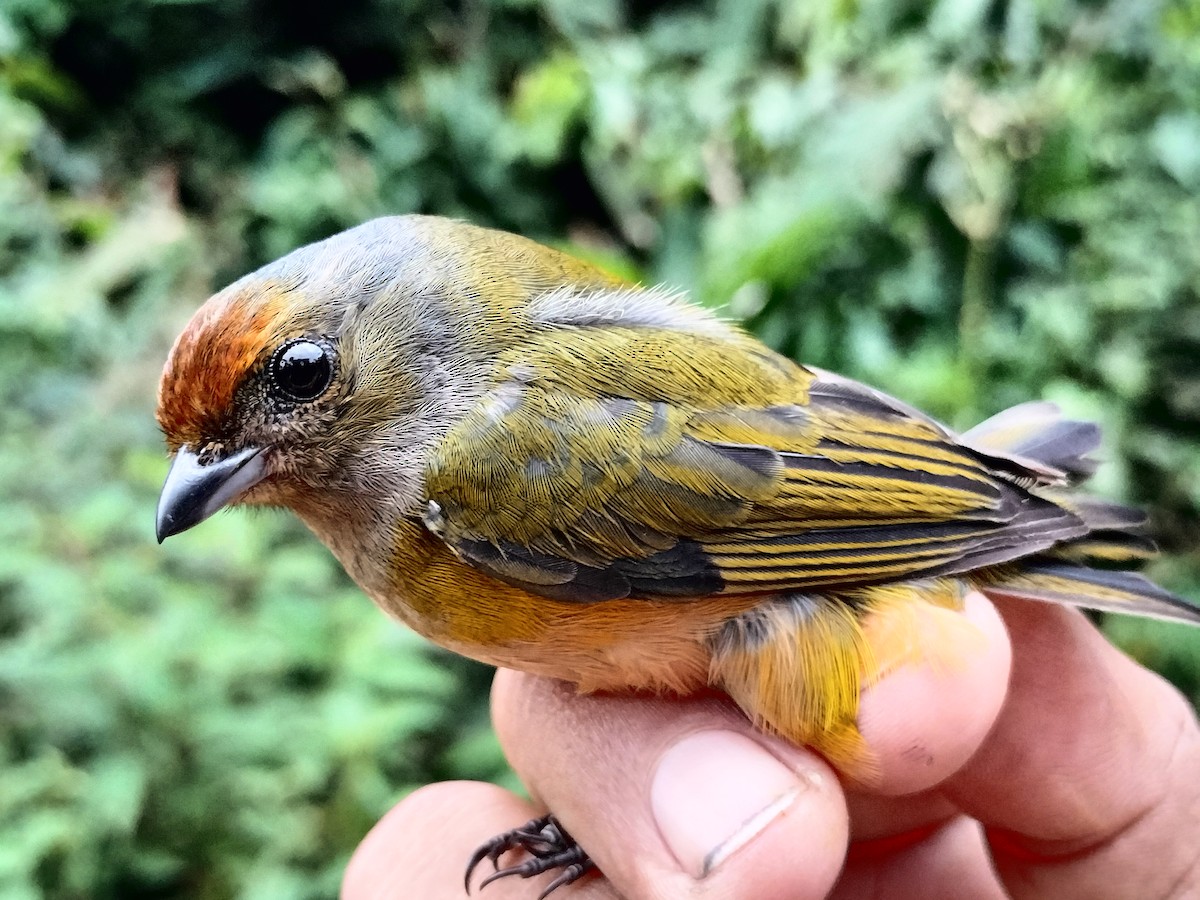 Orange-bellied Euphonia - ML642998949