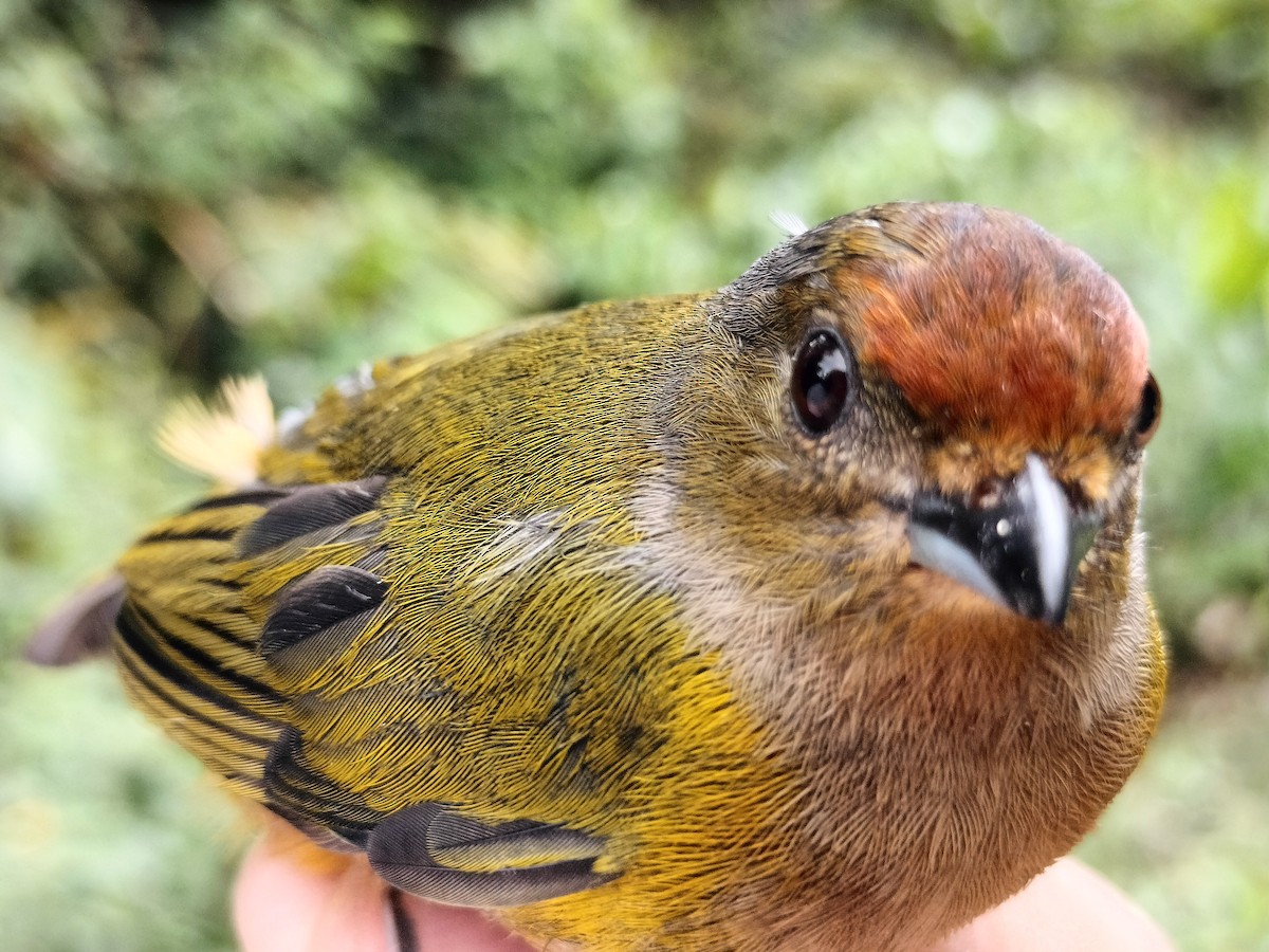 Orange-bellied Euphonia - ML642998950