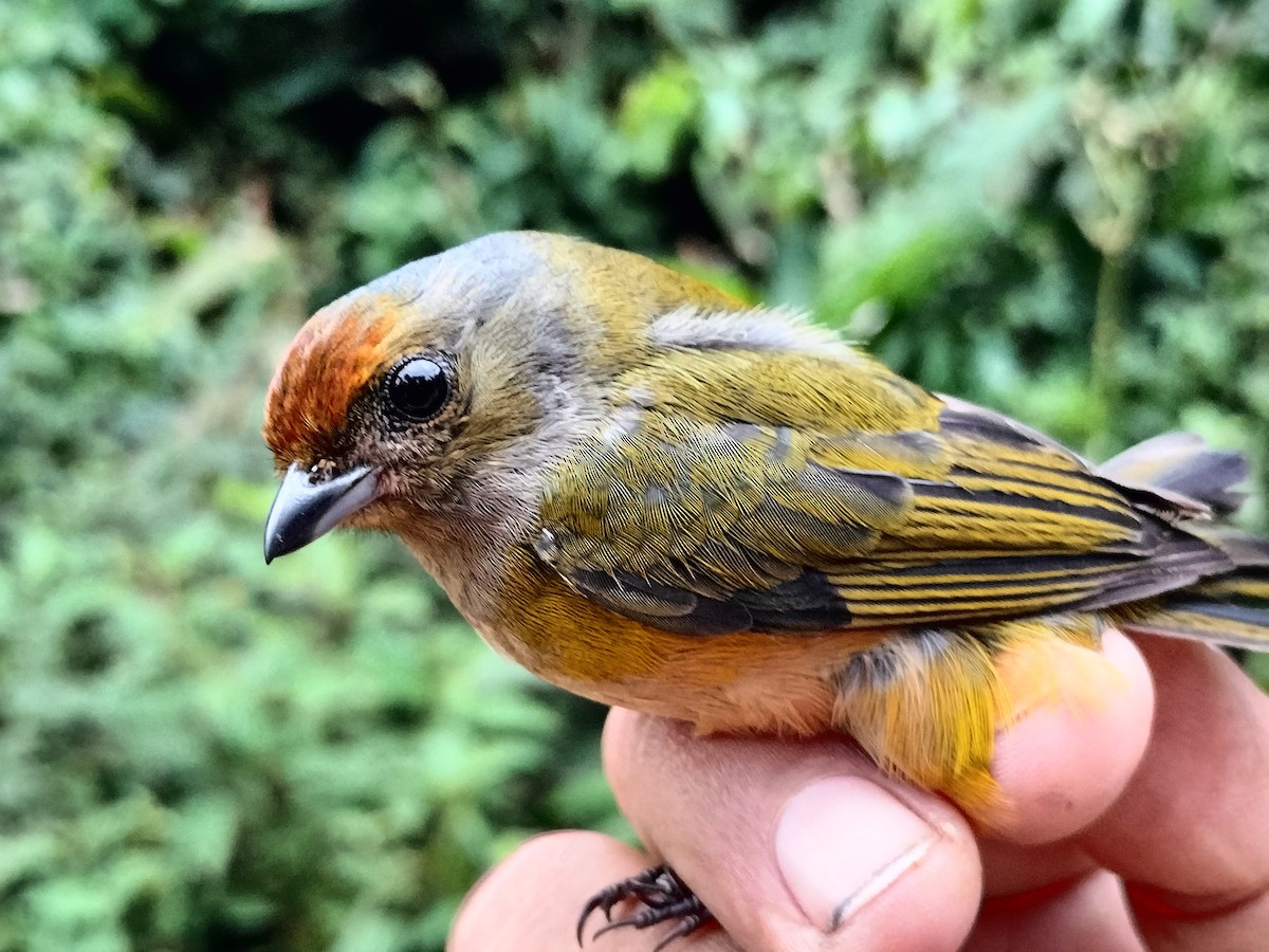 Orange-bellied Euphonia - ML642998951