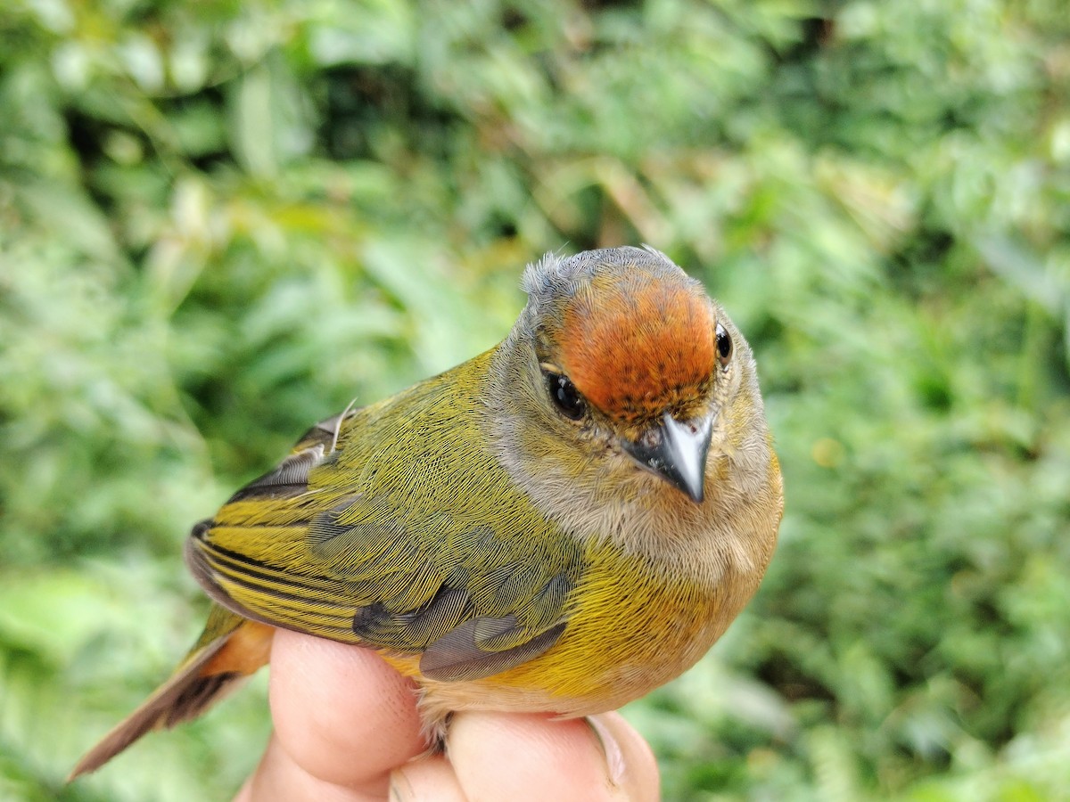 Orange-bellied Euphonia - ML642998952