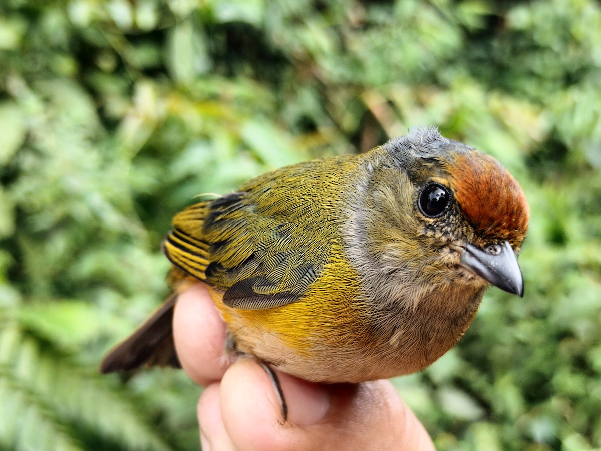 Orange-bellied Euphonia - ML642998953