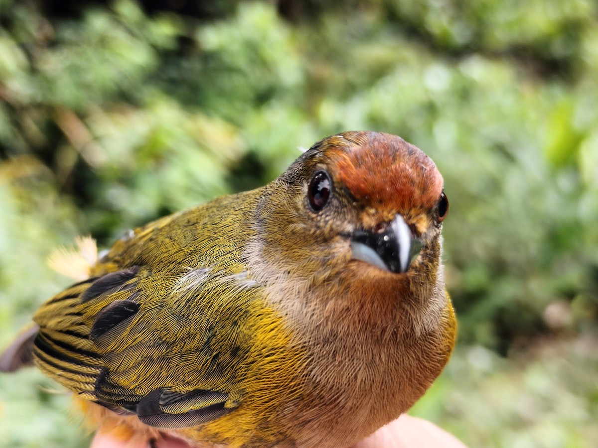 Orange-bellied Euphonia - ML642998954