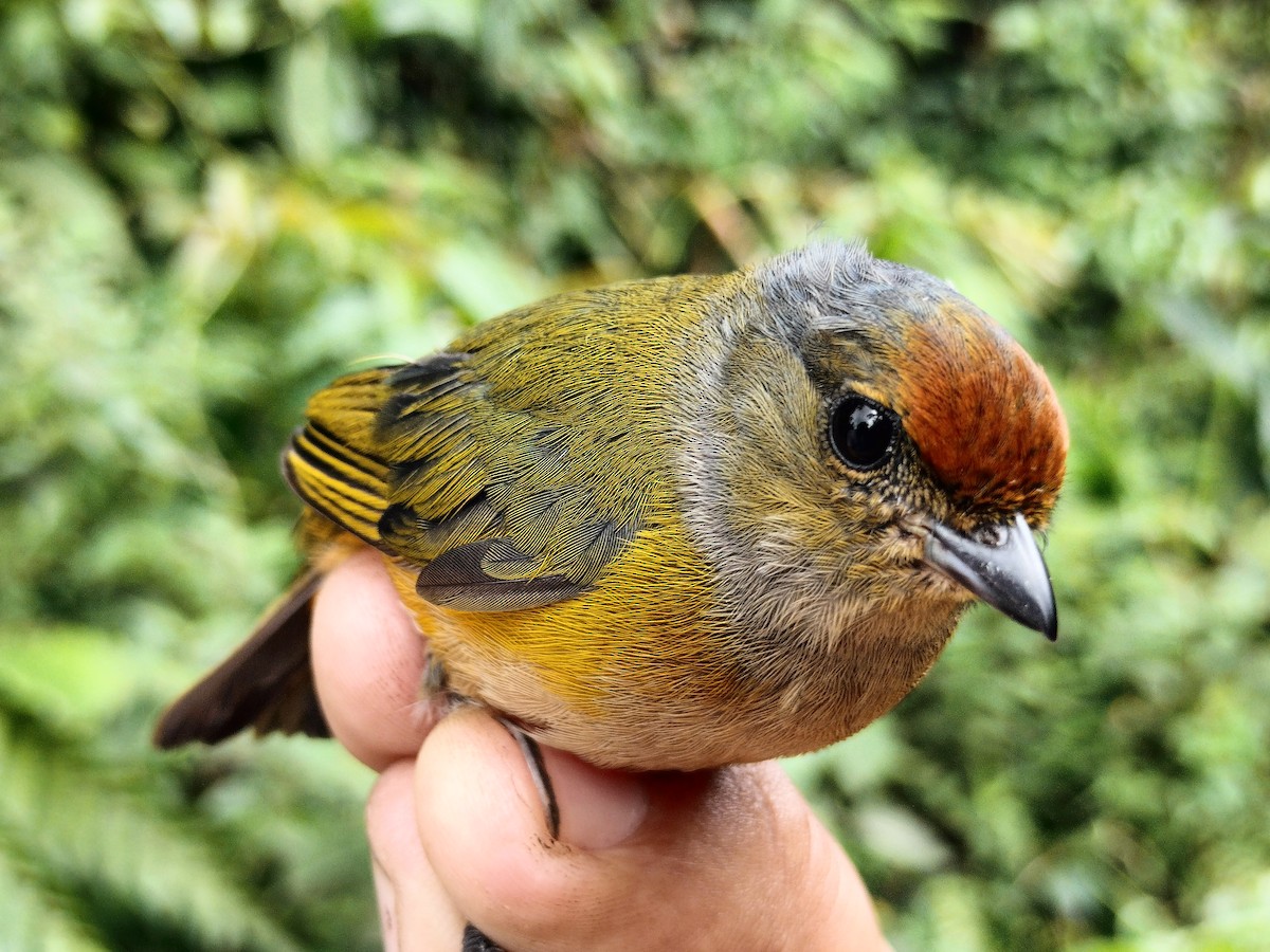 Orange-bellied Euphonia - ML642998956