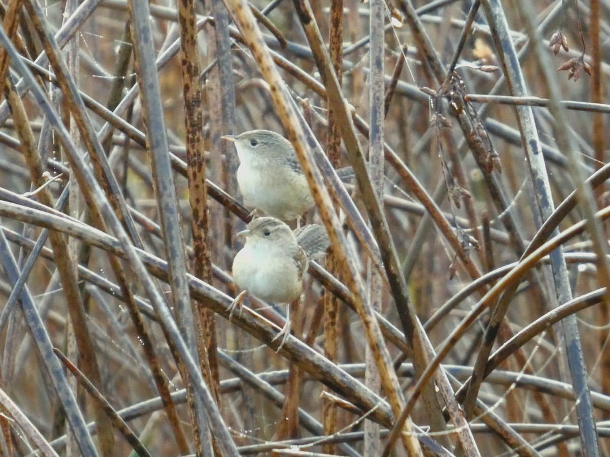 Sedge Wren - ML642998973