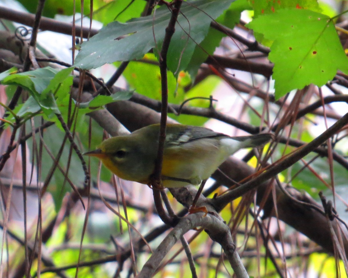 Northern Parula - ML642999026